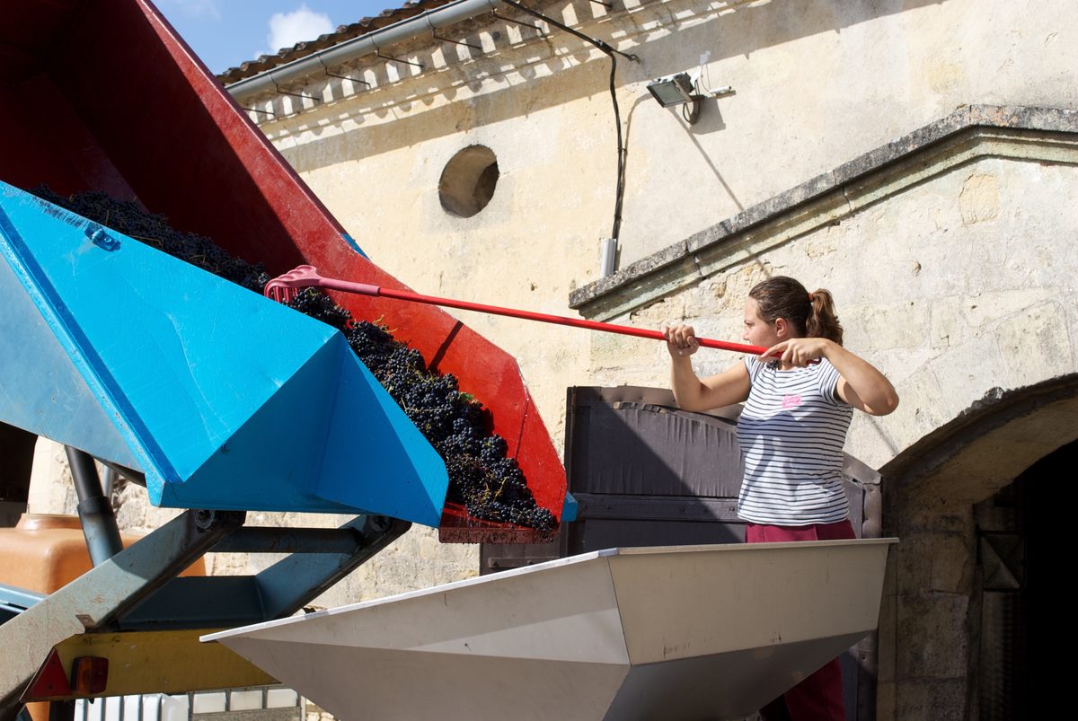 Receiving the grapes in the cellar