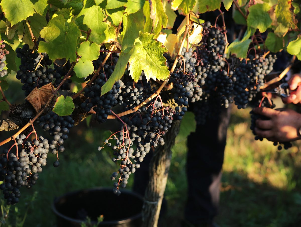 Bunches on the vine before harvest